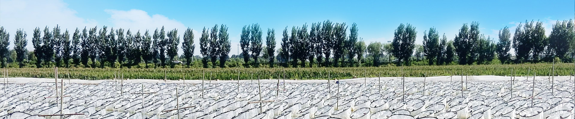 WilliamHill威廉希尔