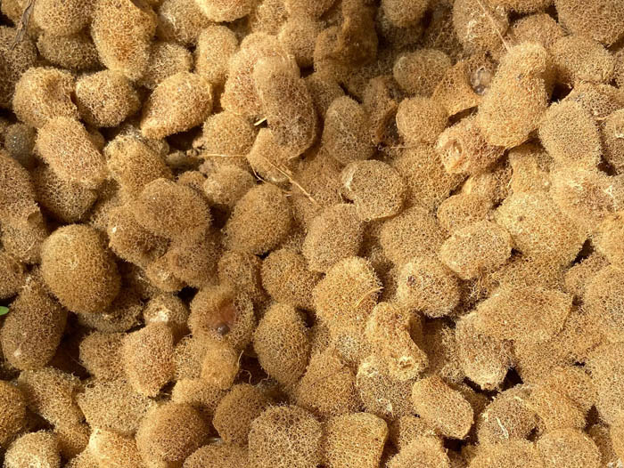 WilliamHill威廉希尔卵茧