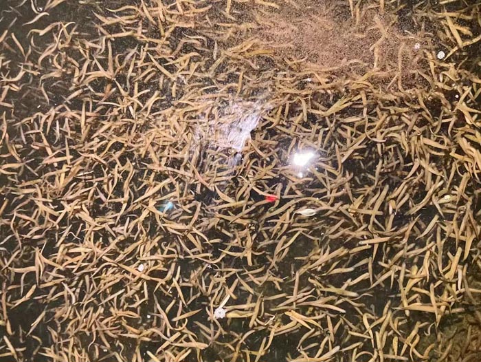 WilliamHill威廉希尔卵茧