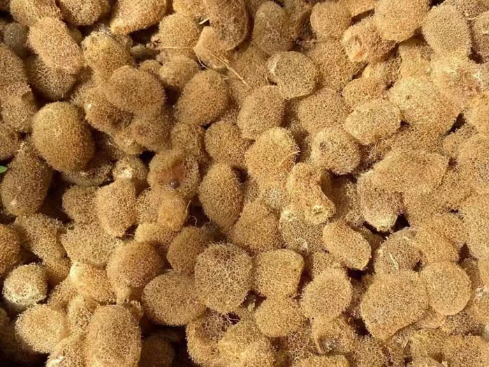 WilliamHill威廉希尔卵茧