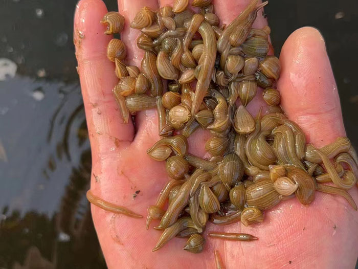 WilliamHill威廉希尔幼苗