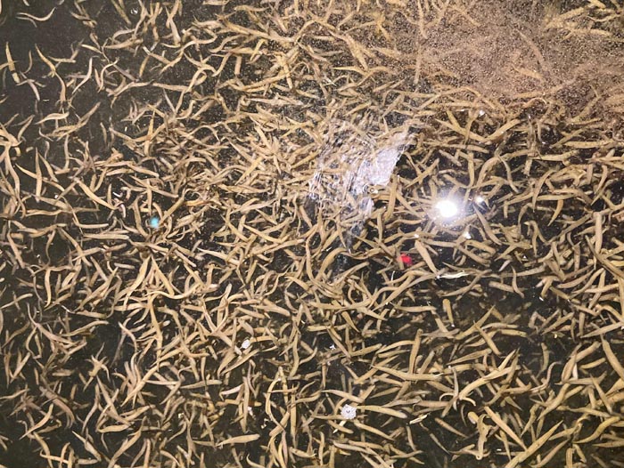 WilliamHill威廉希尔幼苗