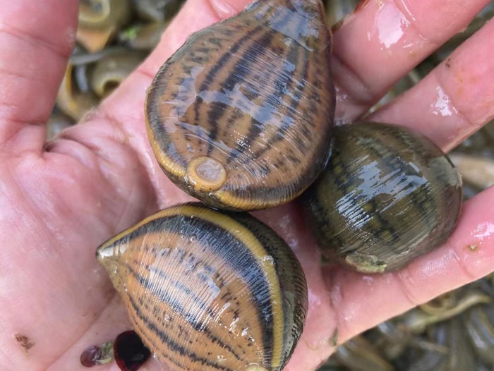 WilliamHill威廉希尔幼苗