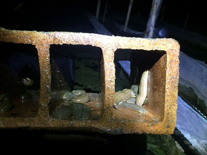 WilliamHill威廉希尔幼苗