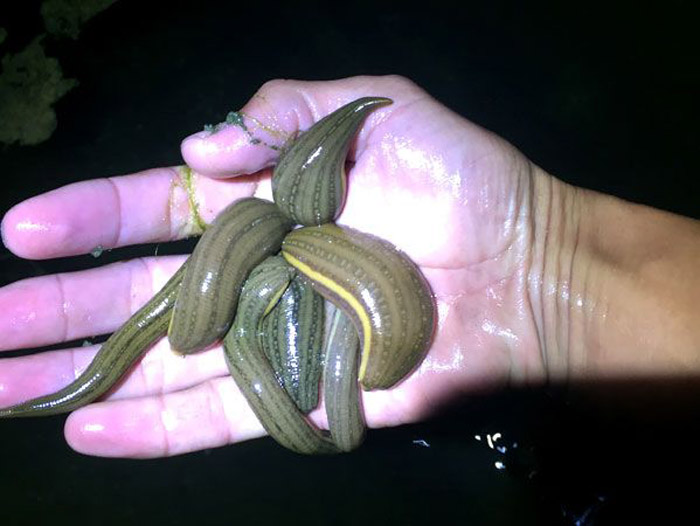 WilliamHill威廉希尔幼苗