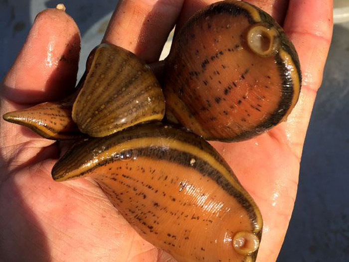 WilliamHill威廉希尔幼苗