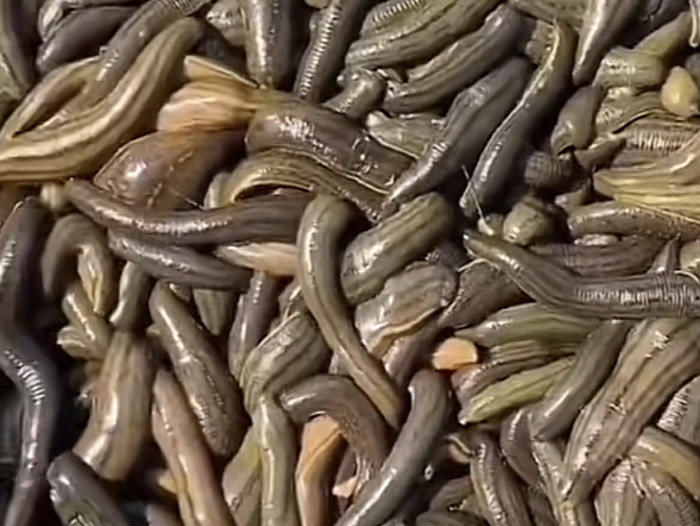 WilliamHill威廉希尔幼苗