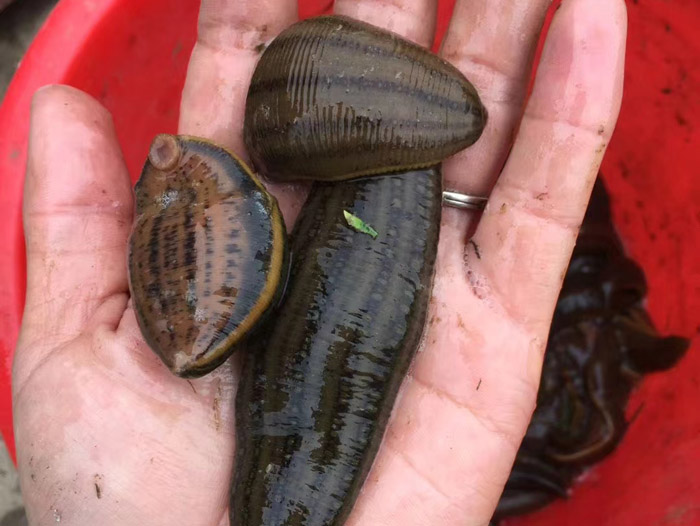 WilliamHill威廉希尔成苗