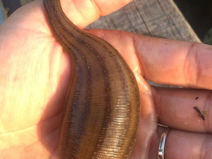 WilliamHill威廉希尔成苗