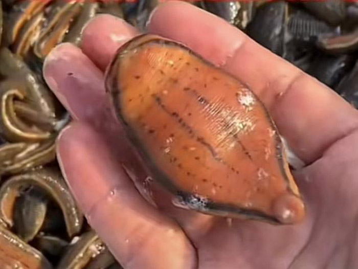 WilliamHill威廉希尔成苗