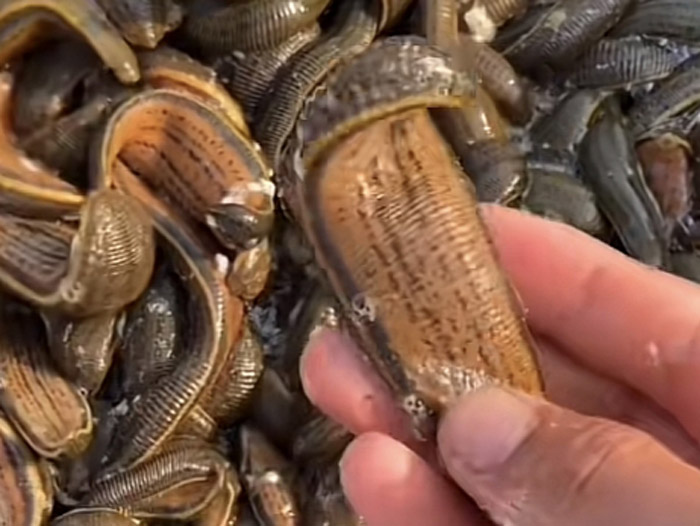 WilliamHill威廉希尔成苗