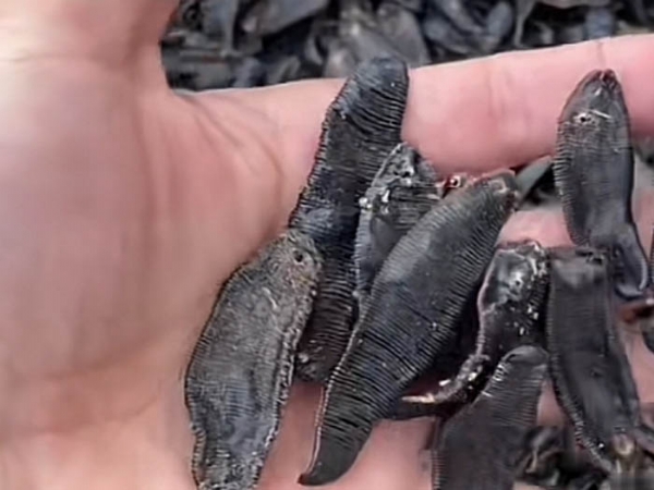 WilliamHill威廉希尔制品