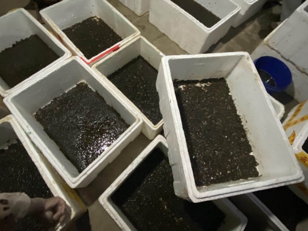 WilliamHill威廉希尔卵茧