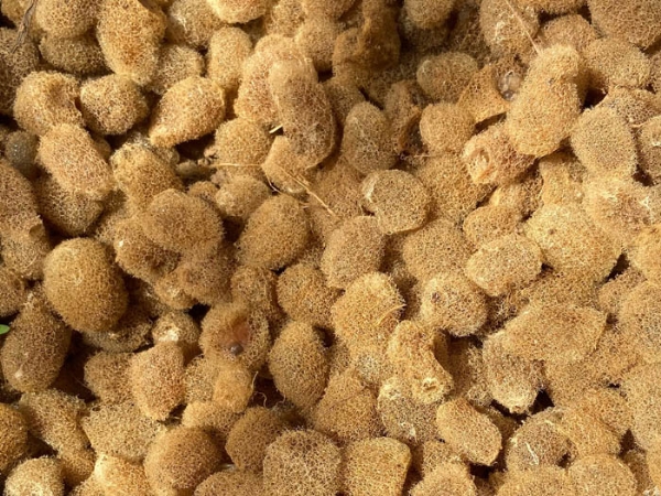 WilliamHill威廉希尔卵茧