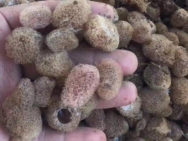 WilliamHill威廉希尔卵茧