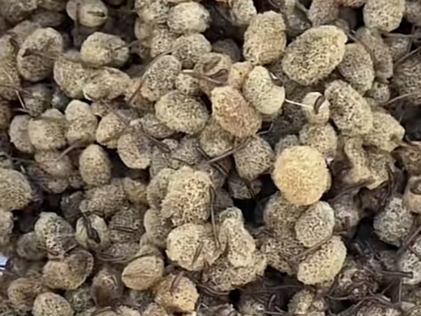 WilliamHill威廉希尔卵茧