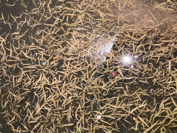 WilliamHill威廉希尔幼苗