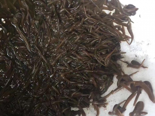 WilliamHill威廉希尔幼苗