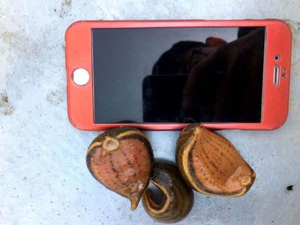 WilliamHill威廉希尔幼苗