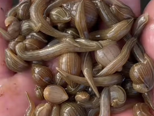 WilliamHill威廉希尔幼苗