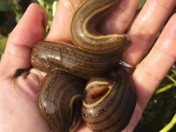 WilliamHill威廉希尔成苗