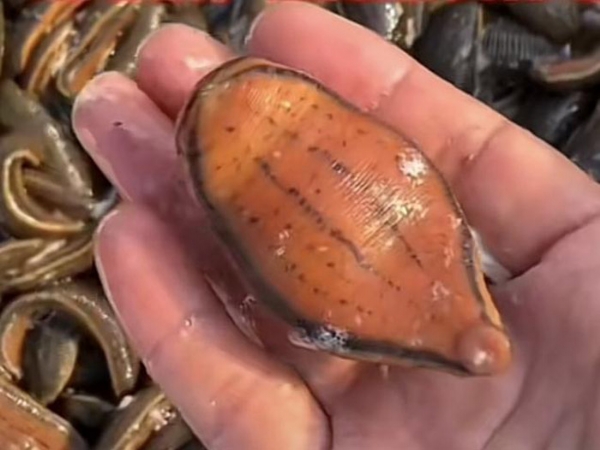 WilliamHill威廉希尔成苗