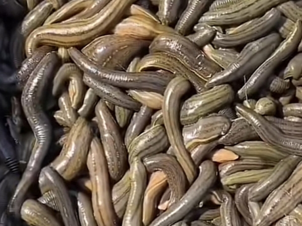 WilliamHill威廉希尔成苗