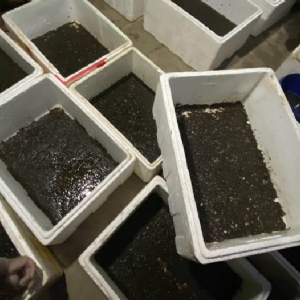 WilliamHill威廉希尔卵茧