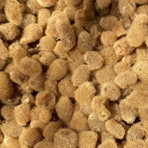 WilliamHill威廉希尔卵茧