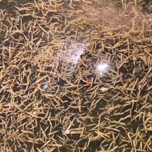 WilliamHill威廉希尔卵茧