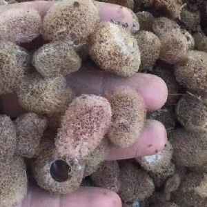 WilliamHill威廉希尔卵茧