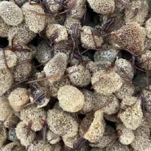 WilliamHill威廉希尔卵茧