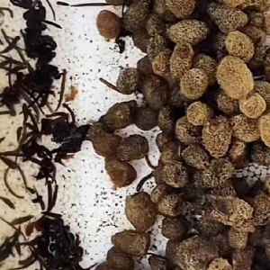 WilliamHill威廉希尔卵茧