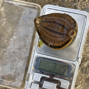 WilliamHill威廉希尔幼苗