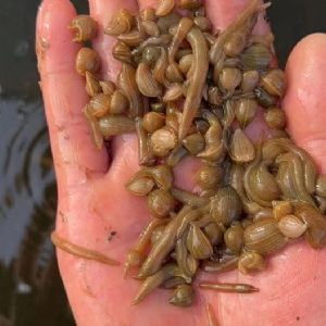 WilliamHill威廉希尔幼苗