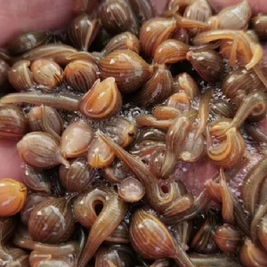 WilliamHill威廉希尔幼苗