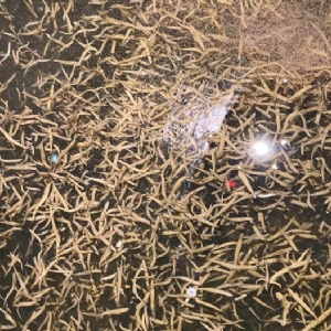 WilliamHill威廉希尔幼苗