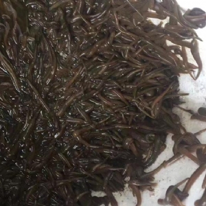 WilliamHill威廉希尔幼苗