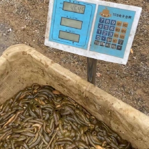 WilliamHill威廉希尔幼苗