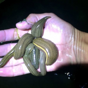 WilliamHill威廉希尔幼苗