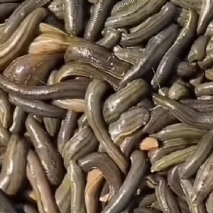 WilliamHill威廉希尔幼苗