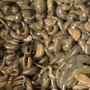 WilliamHill威廉希尔幼苗