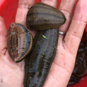 WilliamHill威廉希尔成苗