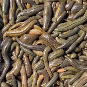 WilliamHill威廉希尔成苗