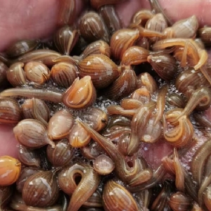 WilliamHill威廉希尔成苗