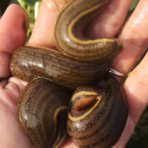 WilliamHill威廉希尔成苗