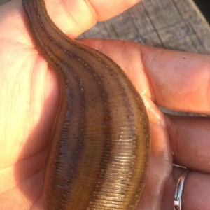 WilliamHill威廉希尔成苗