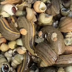 WilliamHill威廉希尔成苗