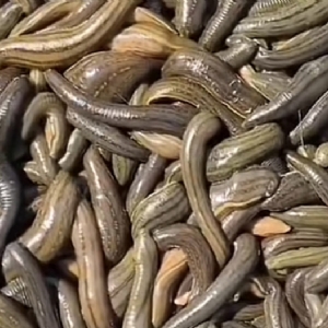 WilliamHill威廉希尔成苗