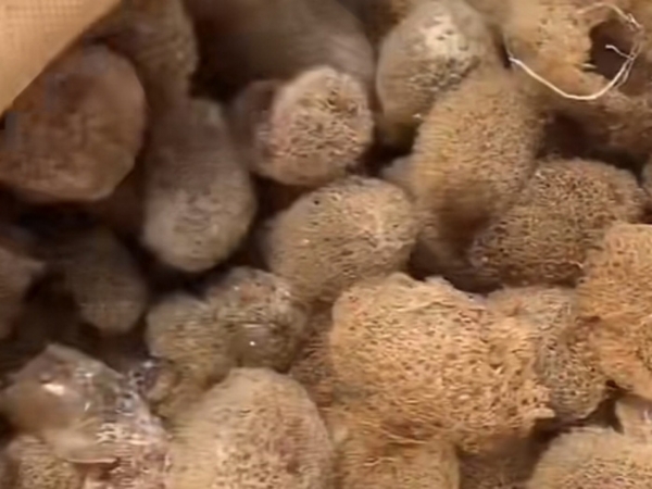 WilliamHill威廉希尔的人为滋生技术